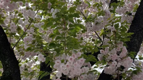 Spring flowering tree in Japan