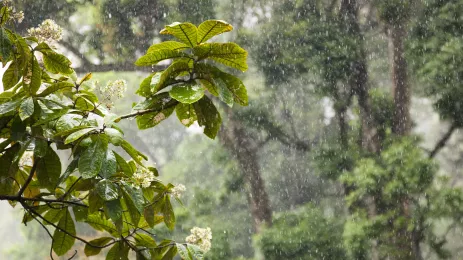 rain lashing down against trees and leaves