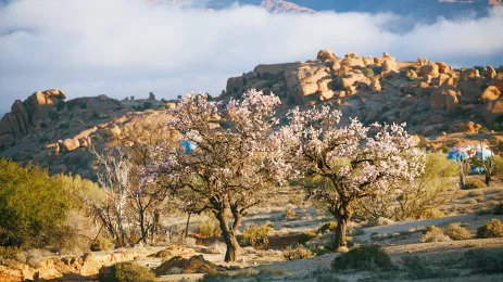 Almond blossom in a sparse, rocky landscape