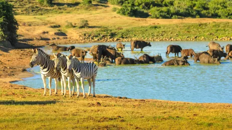 	Three Zebras near a pool as a group of African Buffalo take a bath.