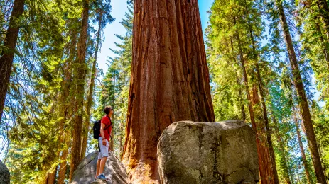 A man standing in front of a tall sequoia tree in Sequoia National Park, California, USA