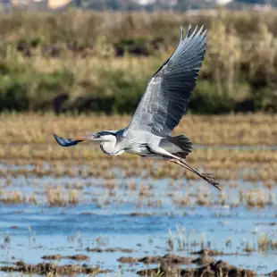 A heron hunting and flying in the lagoon at Albufera National Park in Valencia, Spain