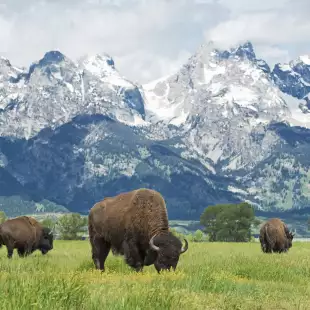 Three Bisons grazing on the plains at Grand Teton National Park with mountains behind, Wyoming.