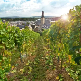 View of Rüdesheim am Rhein through vineyards. Rhine Valley, Germany