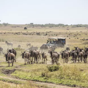 Herd of wildebeests on the savannah with tourist vehicle in Masai Mara, Kenya