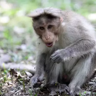 Money sat on the ground, at the Periyar Wildlife Sanctuary