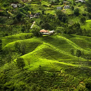 A house on a green hill in Sri Lanka, amongst tea fields