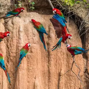 Macaw parrots in the peruvian Amazon jungle at Madre de Dios, Peru