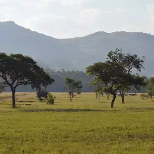 Landscape scene of a valley with African trees, Eswatini