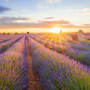 Panoramic view of lavender filed in Valensole, Provence, France