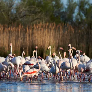 Group of European greater flamingos walking in shallow water of a swamp