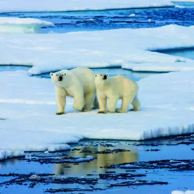 Two Polar bears on ice floe surrounded by water in the Arctic