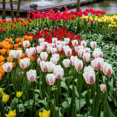 Keukenhof Tulip Gardens, Amsterdam. Colourful Tulip flower beds.