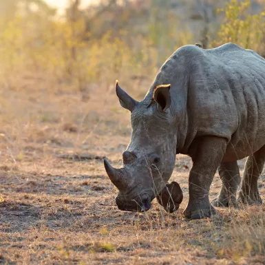 Full-length shot of a rhinoceros in the wild.