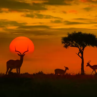 African sunset with silhouette of the animals and a singular tree.