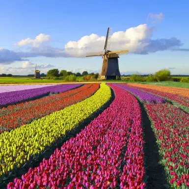 Colourful tulip field in front of a Dutch windmill under a nicely clouded sky