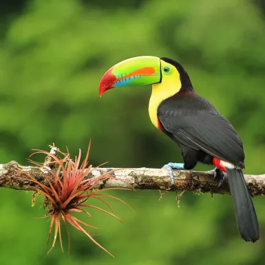 Colourful toucan sitting on a branch with greenery out of focus in the background