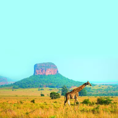 A giraffe walking in with a geological rock formation in the background, Limpopo Province, South Africa.