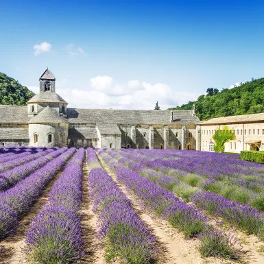 Rows of lavender flowers blooming in front of the Abbey of Senanque in Provence, France