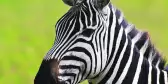 Zebra at Serengeti National Park in Tanzania, East Africa