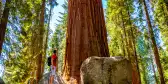 A man standing in front of a tall sequoia tree in Sequoia National Park, California, USA