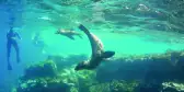 Underwater view of Seals swimming in the water with a nearby snorkelers