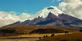 Cotopaxi volcano and the surrounding with a herd of wild horses walking across the landscape