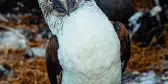 The Blue-footed Booby bird standing on rocks, it's head tilted to the side in the beginning of a courtship dance.