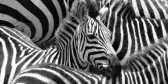 A dazzle of zebras gather together after crossing a large river in the Maasai Mara, Kenya