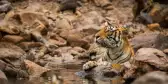 Adult tiger relaxing in river in between rocks