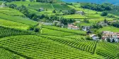 Vineyards in Girlan village spanning across the green valley with houses dotted inbetween