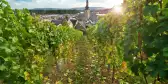 View of Rüdesheim am Rhein through vineyards. Rhine Valley, Germany