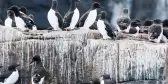 Guillemots nesting on Alkefjellet bird cliff, Norway