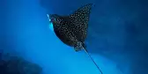 Underwater ocean shot of an Eagle Ray in Ambergris, Belize