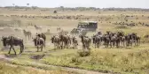 Herd of wildebeests on the savannah with tourist vehicle in Masai Mara, Kenya