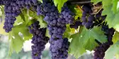 Purple grapes hanging from a Vine with large green leaves