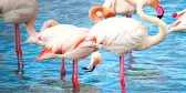 pink flamingos camargue