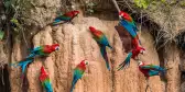 Macaw parrots in the peruvian Amazon jungle at Madre de Dios, Peru