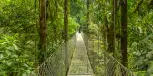 Hanging Bridge at natural rainforest park in Costa Rica