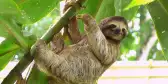 Sloth hanging from the branch of a tropical tree