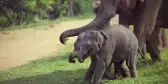 Adult elephant trying to feed its two children