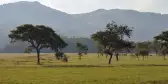 Landscape scene of a valley with African trees, Eswatini