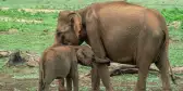 A mother and baby elephant