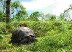 Giant Galapagos Tortoise 