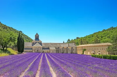 Abbey of Senanque and blooming rows lavender flowers in a large field 