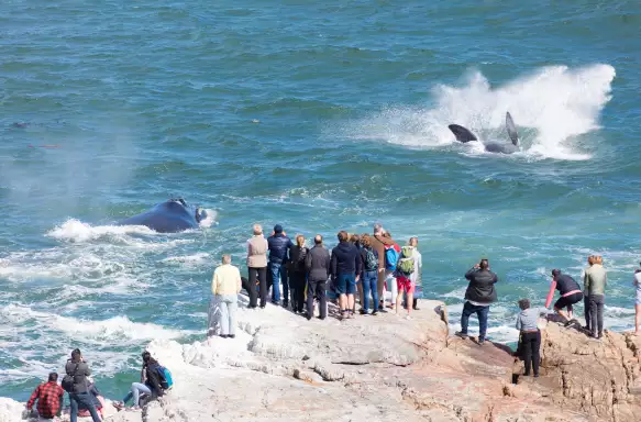 	Crowds gathered at the shoreline to watch whales playing in the water