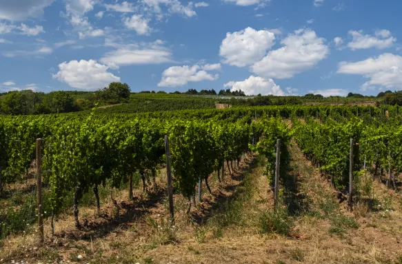 Vine yards of Rüdesheim in Germany