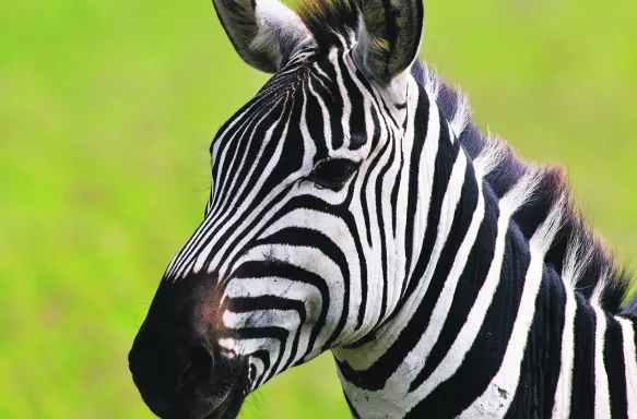 Zebra at Serengeti National Park in Tanzania, East Africa