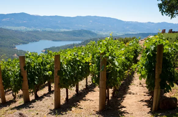 Vineyards in Napa Valley, California, USA