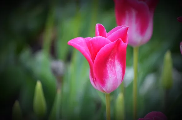 Close-up shot of pink tulip flower.